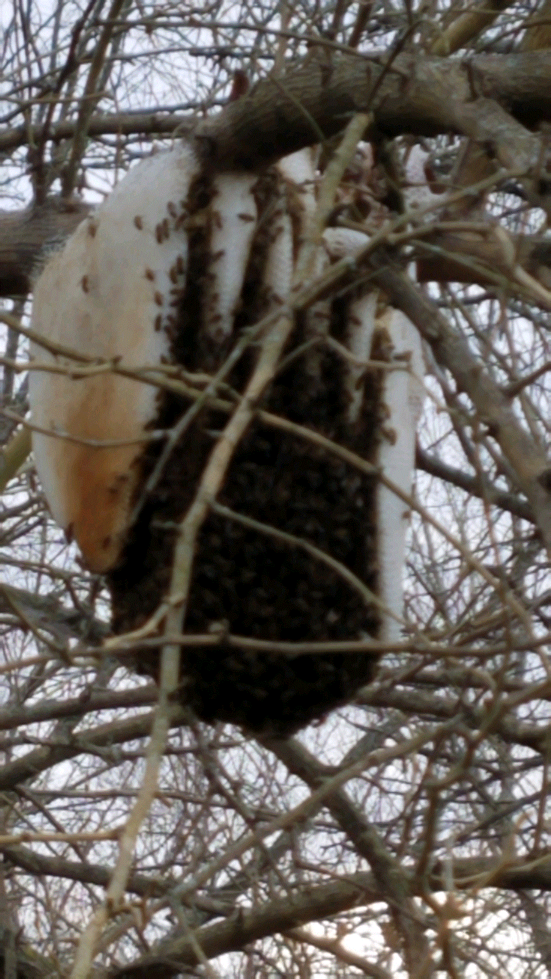 Wild Bee Hive in the Bottom.gif